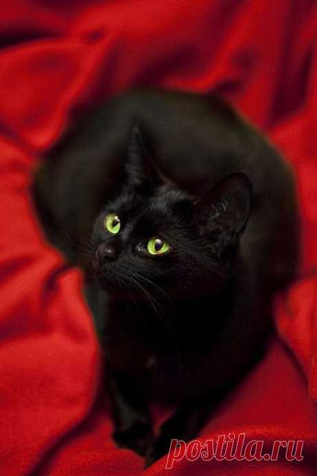 ..Czarnula.. | Flickr - Photo Sharing!