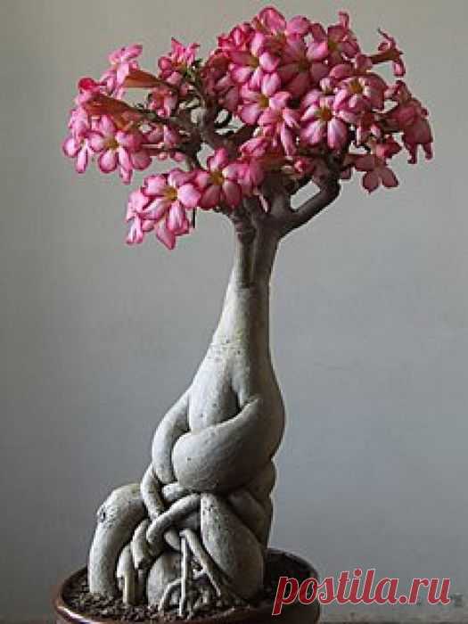 Персональный сайт-Адениум из семян - Главная страница