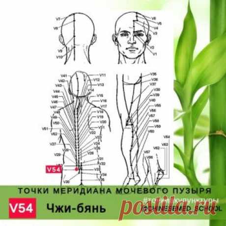 Чжи-бянь  (V54) (самый нижний по порядку) - располагается в сторону от IV сакрального отверстия на 3 цуня.
 Показания к акупунктуре:  дисфункция почек, цистит, боли в пояснице; геморрой; ишиас; парез и паралич нижних конечностей.

 Ассоциация специалистов традиционной восточной медицины - первая и единственная, официально зарегистрированная организация в области ТКМ (традиционной китайской медицины).
Показать полностью…