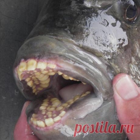 рыба с человеческими зубами