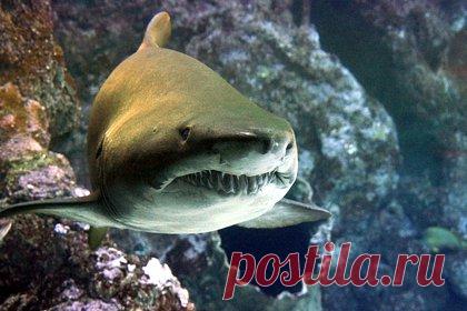 Акула-людоед откусила ногу 15-летнему серфингисту на глазах у отца. В Австралии акула набросилась на занимавшегося серфингом подростка. Трагический инцидент случился в четверг, 28 декабря, у побережья национального парка Иннес в штате Южная Австралия. 15-летний Кай Коули находился недалеко от одного из пляжей парка, когда его атаковала хищная рыба.