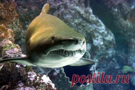 Акула-людоед откусила ногу 15-летнему серфингисту на глазах у отца. В Австралии акула набросилась на занимавшегося серфингом подростка. Трагический инцидент случился в четверг, 28 декабря, у побережья национального парка Иннес в штате Южная Австралия. 15-летний Кай Коули находился недалеко от одного из пляжей парка, когда его атаковала хищная рыба.