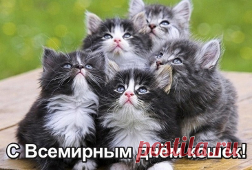 Всемирный день кошек сегодня, вот так!
И это для многих совсем не пустяк.
В День кошек хочу, чтоб они не болели,
Чтоб радостным блеском глаза их горели.