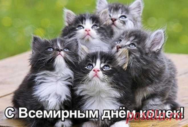 Всемирный день кошек сегодня, вот так!
И это для многих совсем не пустяк.
В День кошек хочу, чтоб они не болели,
Чтоб радостным блеском глаза их горели.