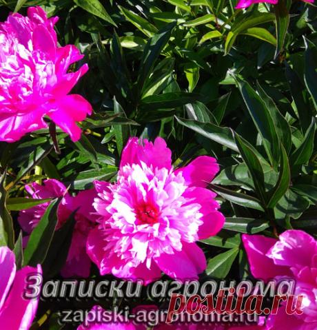 Как ухаживать за пионами • zapiski-agronoma.ru