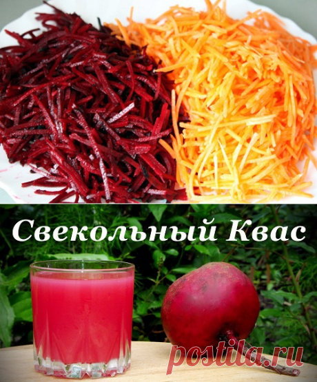 Свекольный квас — это целительный бальзам. Рецепт приготовления свекольного кваса по Болотову