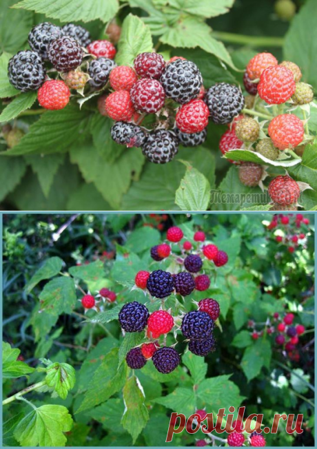 Правила посадки и ухода за черной малиной кумберленд