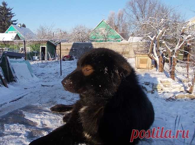 Ван Хара Алмаз.