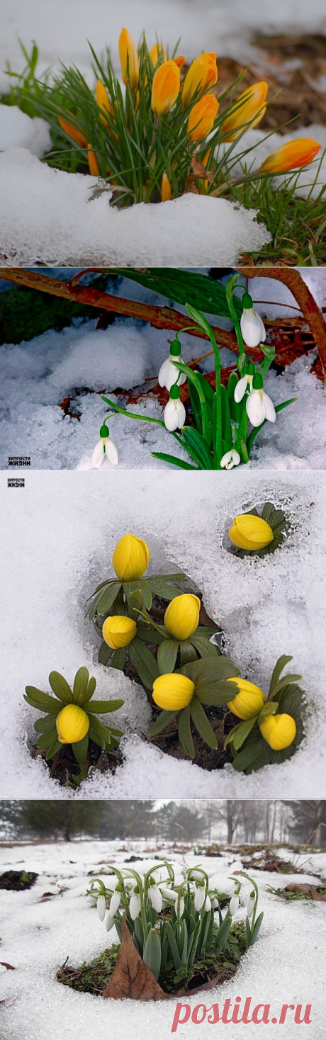 Где-то под снегом уже тихонько дышит весна !