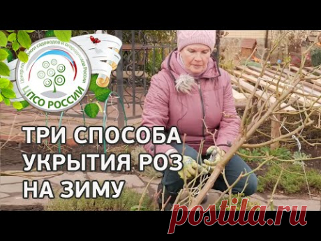 ОБРЕЗКА РОЗ ОСЕНЬЮ. ТРИ СПОСОБА УКРЫТИЯ РОЗ НА ЗИМУ. - YouTube