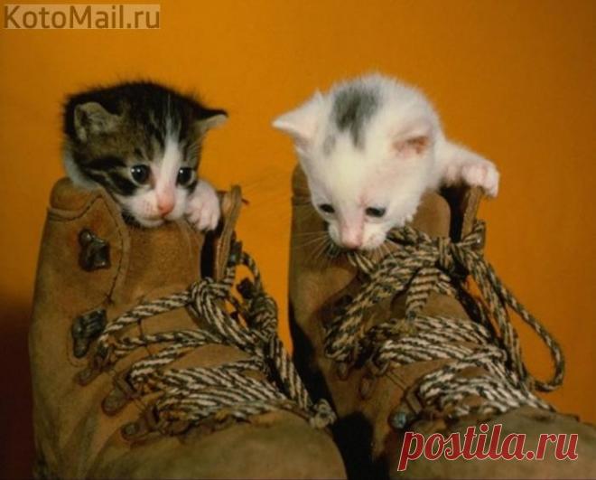 Два ботинка - пара!