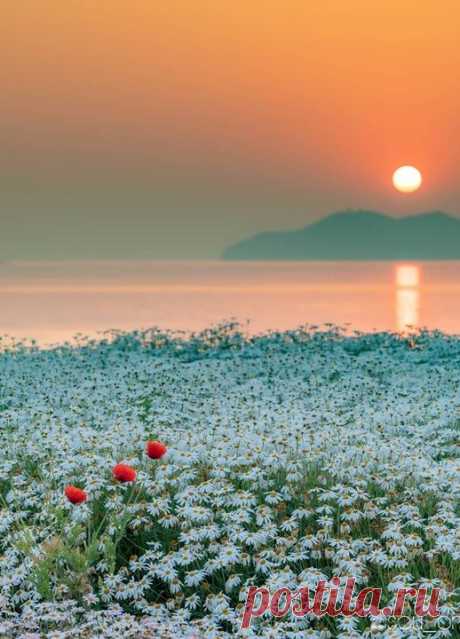 Да зарасти оно всё ромашками! 🌼🌼🌼