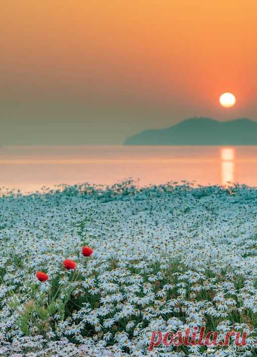 Да зарасти оно всё ромашками! 🌼🌼🌼