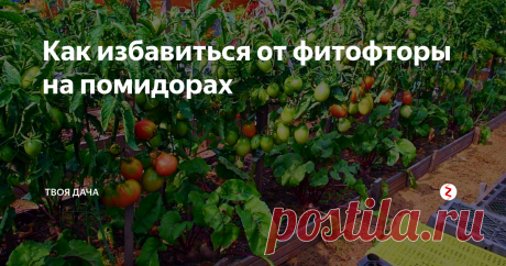 Как избавиться от фитофторы на помидорах Фитофтора – распространенная болезнь, часто поражающая томаты. Способна не только существенно уменьшить урожайность, но и стать причиной гибели растений. Избавиться от этого недуга, можно не только современной химией, но и проверенными натуральными растворами.
Раствор на растительном масле и соде. Добавьте в 5 л емкость с водой 4 ст. ложки подсолнечного масла, 1 ст. ложку соды, хорошо перемешайте.
