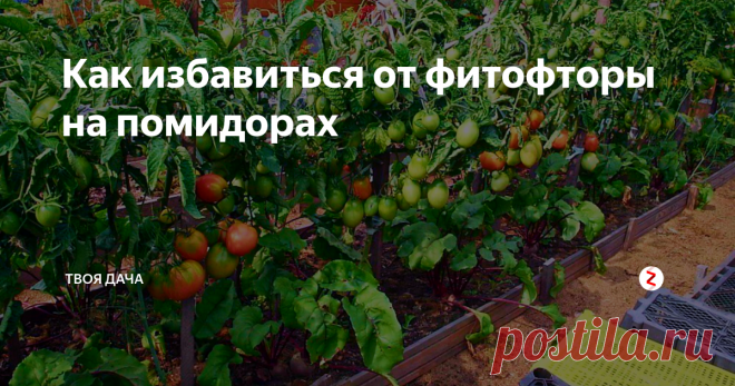 Как избавиться от фитофторы на помидорах Фитофтора – распространенная болезнь, часто поражающая томаты. Способна не только существенно уменьшить урожайность, но и стать причиной гибели растений. Избавиться от этого недуга, можно не только современной химией, но и проверенными натуральными растворами.
Раствор на растительном масле и соде. Добавьте в 5 л емкость с водой 4 ст. ложки подсолнечного масла, 1 ст. ложку соды, хорошо перемешайте.