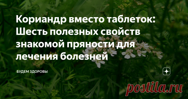Кориандр вместо таблеток: Шесть полезных свойств знакомой пряности для лечения болезней Кориандр является семенами киндзы и с древних времен использовался в медицине для улучшения пищеварения и хорошего аппетита. Новые исследования медиков выявили шесть полезных свойств знакомой пряности, которую можно использовать для лечения некоторых болезней.
Специалисты доказали, что этот природный целитель активизирует работу желчного пузыря, а также помогает устранить проблемы с кишечником. Кр