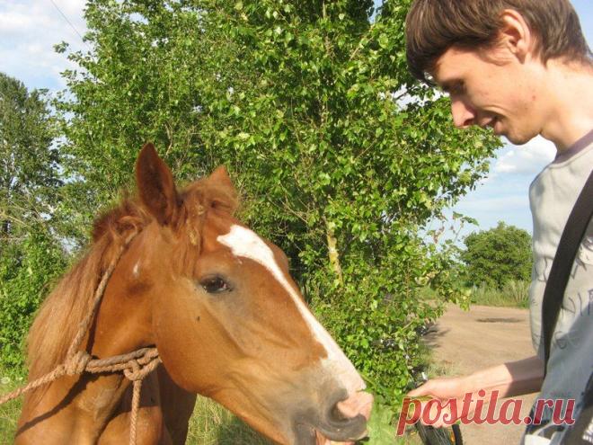 Кормление жеребенка