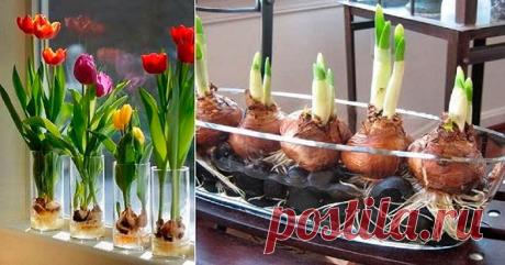 Цветник на подоконнике! Выращиваю тюльпаны дома, ведь знаю секрет… 🌷 Кусочек весны на подоконнике!