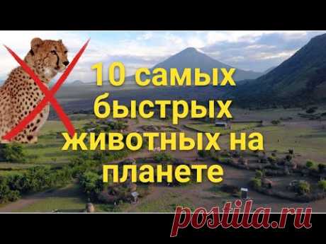 10 самых быстрых животных на планете