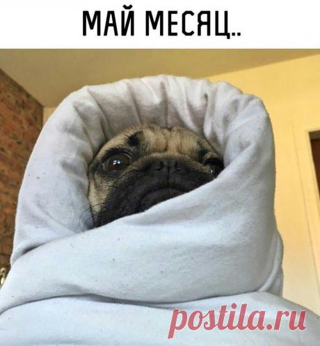 Смешные картинки с надписями для настроения (11 фото)