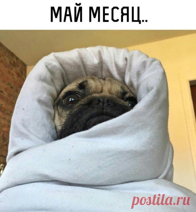 Смешные картинки с надписями для настроения (11 фото)