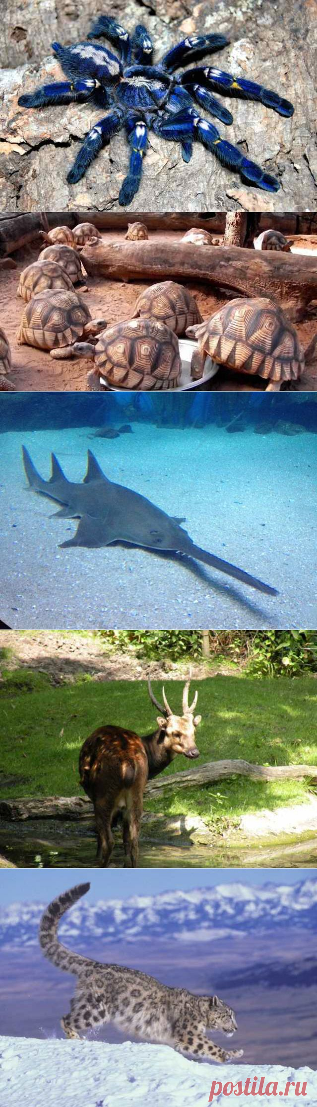 (+1) тема - 15 самых редких в мире животных | НАУКА И ЖИЗНЬ