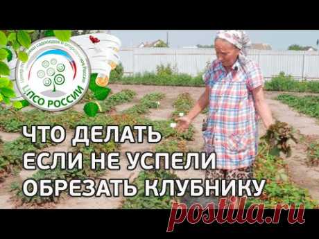 🍓УХОД ЗА КЛУБНИКОЙ ПОСЛЕ СБОРА УРОЖАЯ. РАБОТЫ НА КЛУБНИКЕ ПОСЛЕ ПЛОДОНОШЕНИЯ.