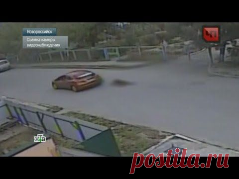 Жительница Новороссийска возила по городу привязанную к машине собаку. | Все о наших питомцах