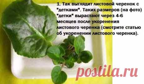 Дневник lkrasnoperka