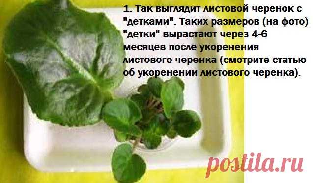 Дневник lkrasnoperka