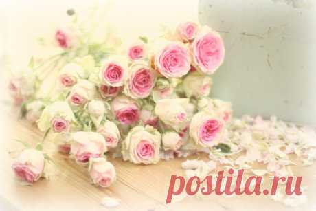 Розы
