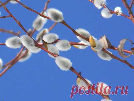 ФОТОМАСТЕРСКАЯ ПРИРОДЫ
Елена Рыльская(Шапрынская)