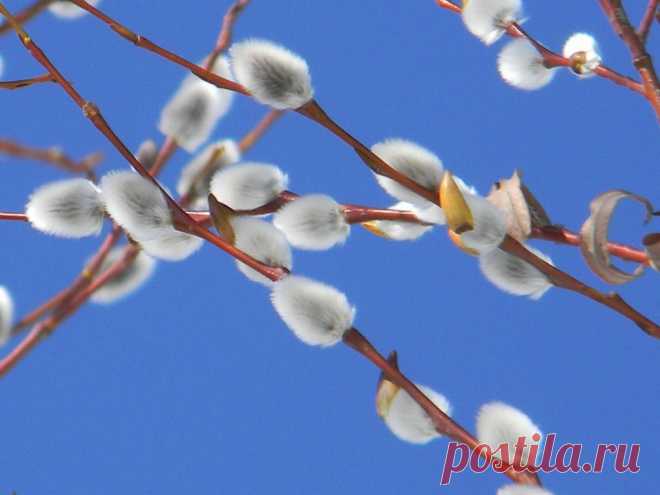 ФОТОМАСТЕРСКАЯ ПРИРОДЫ
Елена Рыльская(Шапрынская)