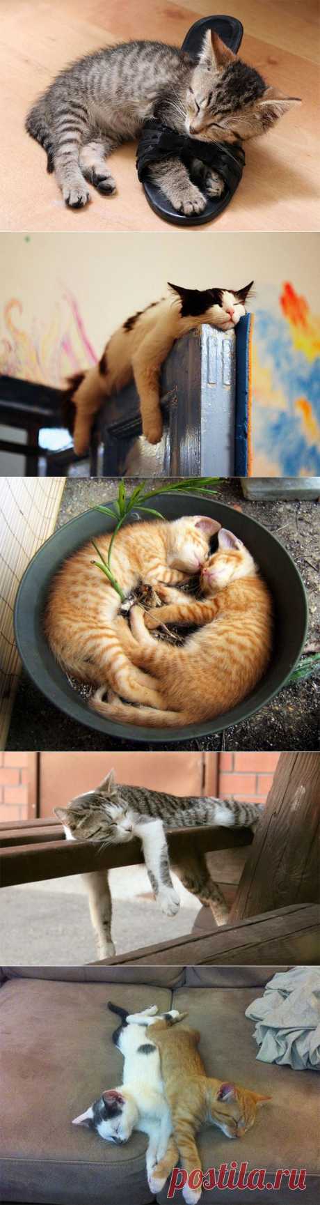 Спящие коты (21 фото)