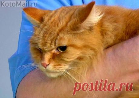 Меня будут кормить... или только обнимать...