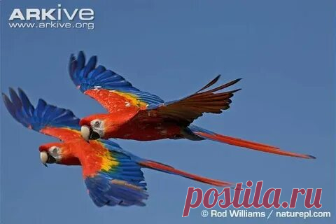 arkive wildlife: 1 тыс изображений найдено в Яндекс Картинках