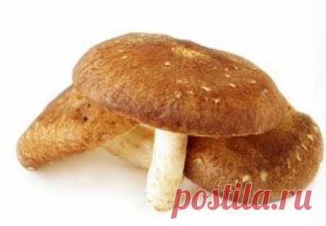Мицелий.ру - Выращивание и уход за грибами Фламмулина (зимний опенок)