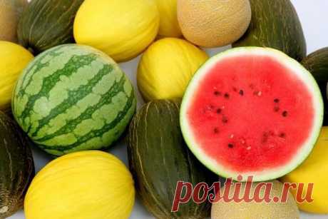 Как прищипывать арбузы и дыни: техника