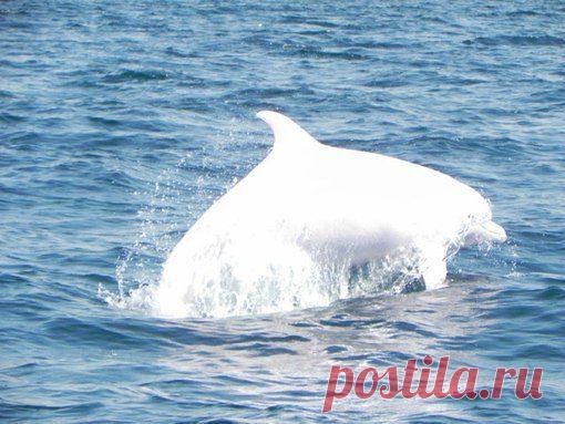 Увидеть дельфина – восторг души, а уж белого – ощущения улётного подъема. Белая афалина, может быть, единственная в Черном море, частенько курсирует близ Судака и поселка Новый Свет.