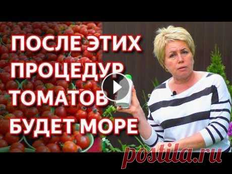 Как получить максимальный урожай томатов. ЗАВЯЖЕТСЯ В 10 РАЗ БОЛЬШЕ ТОМАТОВ ЕСЛИ СДЕЛАТЬ ЭТО! В этом ролике мы расскажем Вам про 3 основные принципа при которых вы получите максимальный урожай томатов. Поговорим почему не завязываются томаты. Ч...