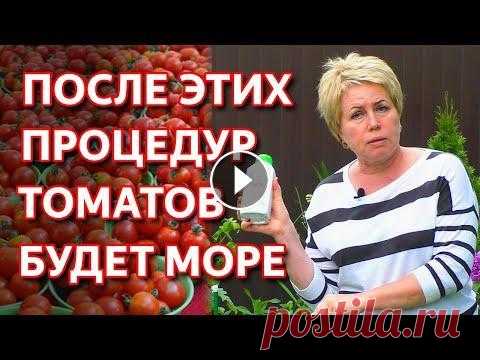 Как получить максимальный урожай томатов. ЗАВЯЖЕТСЯ В 10 РАЗ БОЛЬШЕ ТОМАТОВ ЕСЛИ СДЕЛАТЬ ЭТО! В этом ролике мы расскажем Вам про 3 основные принципа при которых вы получите максимальный урожай томатов. Поговорим почему не завязываются томаты. Ч...