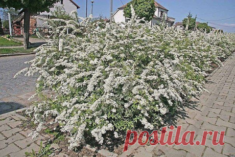 О весеннецветущих красавицах спиреях
