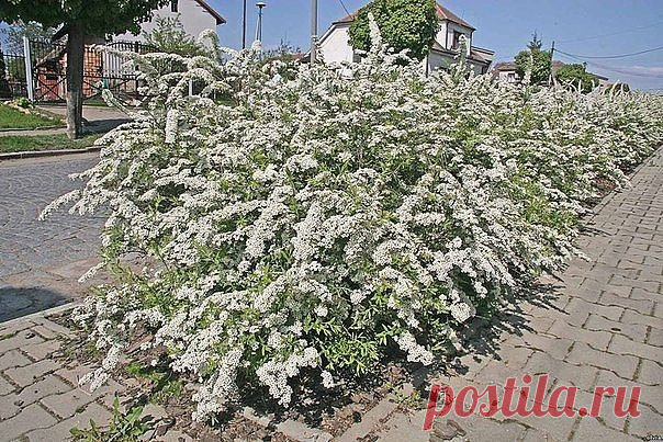 О весеннецветущих красавицах спиреях