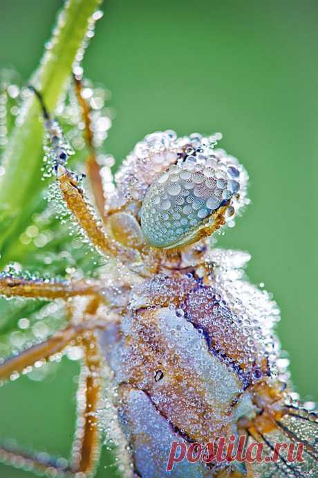 David Chambon- Insects Of The Macro World | sillyreverie