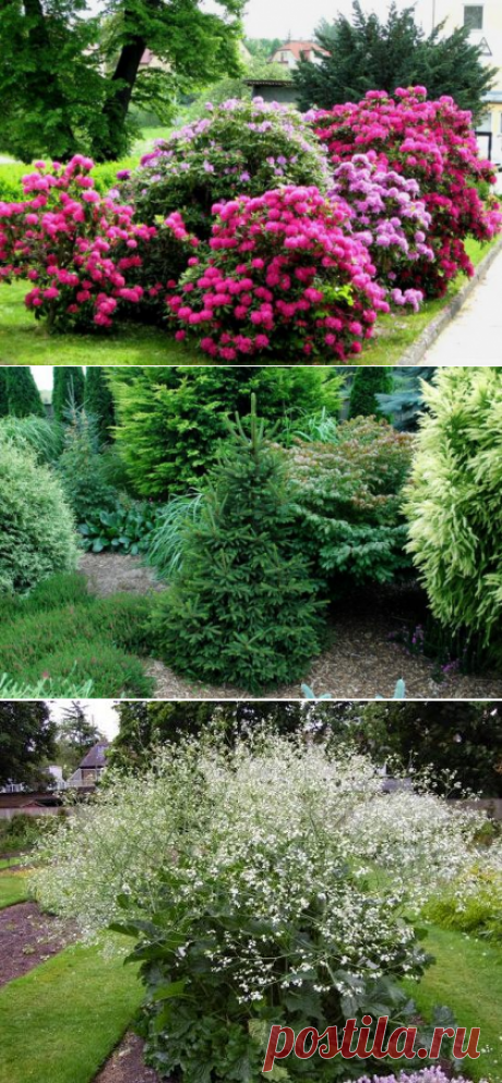 Как подобрать цветущие кустарники для дачи, чтобы они цвели весь сезон