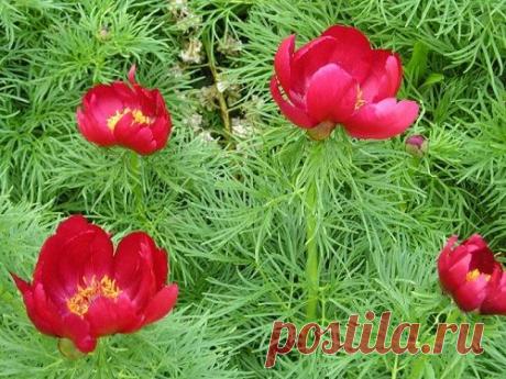 Марьин корень лечебные свойства