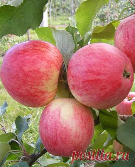 Яблоня Мельба: купить саженцы с доставкой почтой России