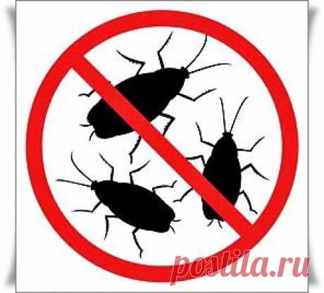 Как избавиться от тараканов?.