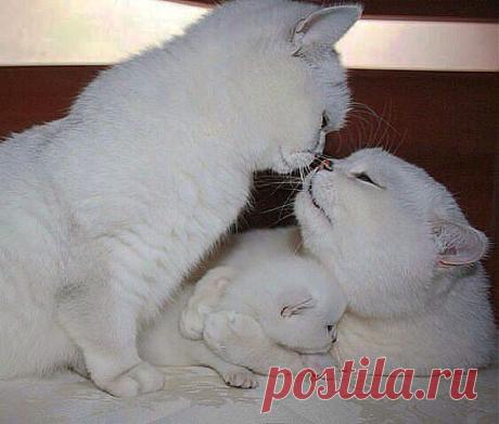 СПАСИБО РОДНАЯ ТЕБЕ ЗА РЕБЁНКА, Я В ЖИЗНИ НЕ ВИДЕЛ КРАСИВЕЙ КОТЁНКА.