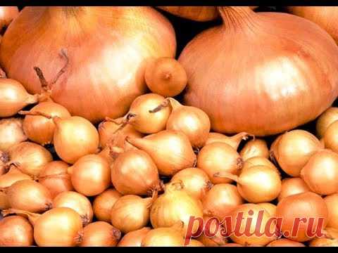 СОРТА ЛУКА